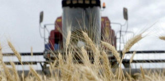 Industria de la harina requiere 120 mil toneladas de trigo para seguir operando