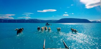 La increíble foto de unos perros jalando un trineo sobre el agua en Groenlandia