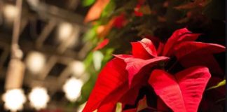 12 de diciembre Día de la Flor de Nochebuena