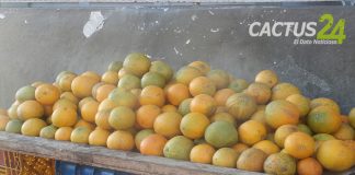 Por prevención al Covid-19 arrasó las naranjas y limones en Punto Fijo