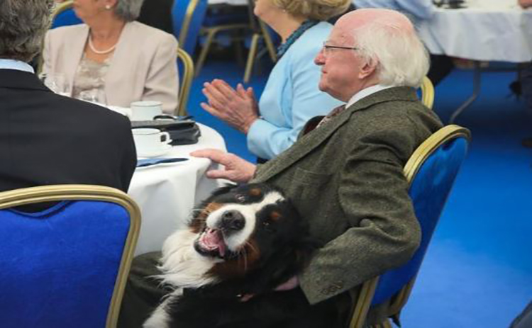Perro del presidente de Irlanda aparece en acto oficial para que le rasque la panza