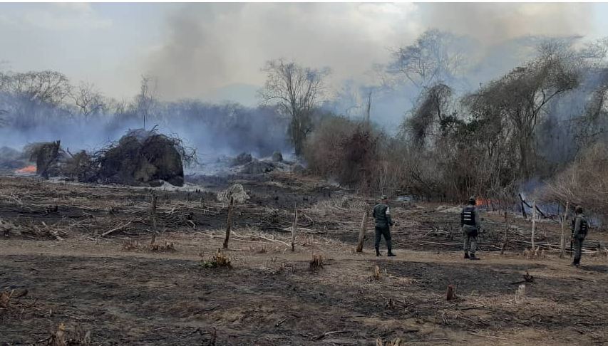En el sector Hueque del municipio Petit en la sierra de Falcón, fueron detenidas dos personas por los delitos de tala y quema