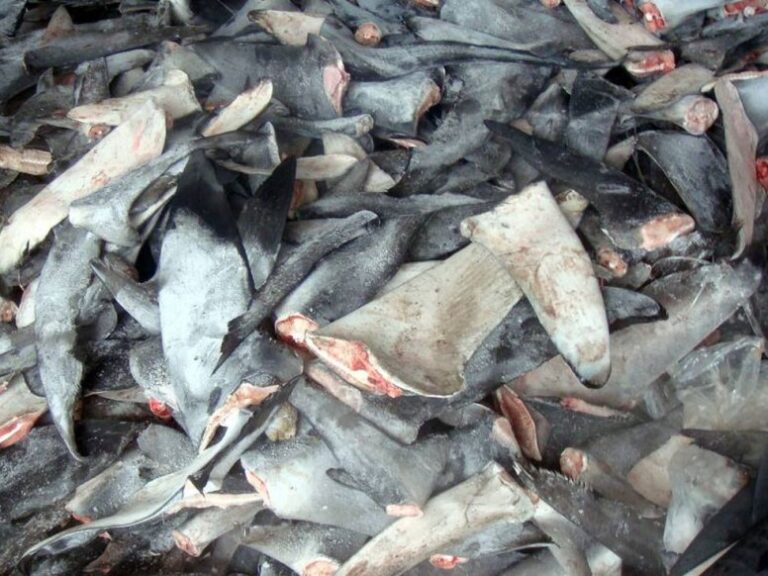 Autoridades detectan e impiden tráfico ilegal de 860 kilos de aletas de tiburón