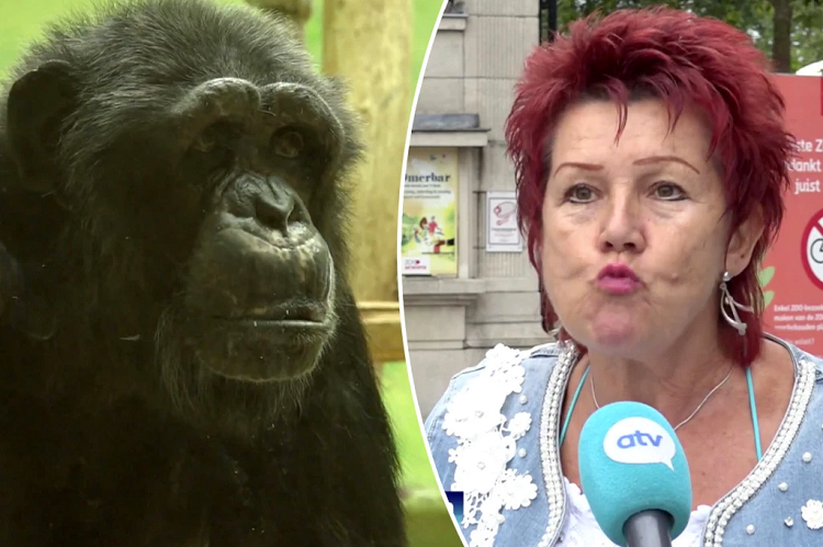 Zoológico le prohibe la entrada a una mujer que asegura tener una relación con un chimpancé