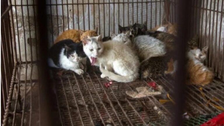 Rescatan 150 gatos capturados para consumo humano en China