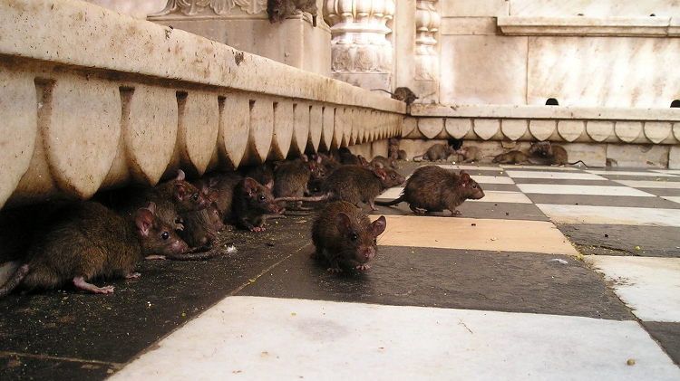 Filipinas paga tres dólares por cada rata cazada para frenar la leptospirosis