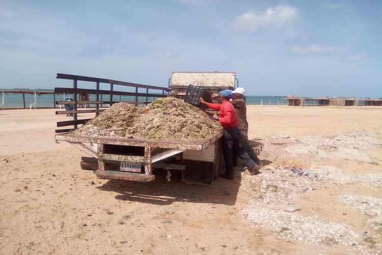 Corpotulipa participó en el saneamiento de playa en Los Taques