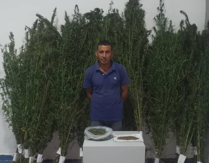 Cicpc detuvo a un hombre con 105 plantas de presunta marihuana