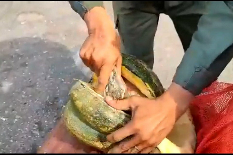 GNB de Trujillo incauta alijo de cocaína dentro de dos auyamas