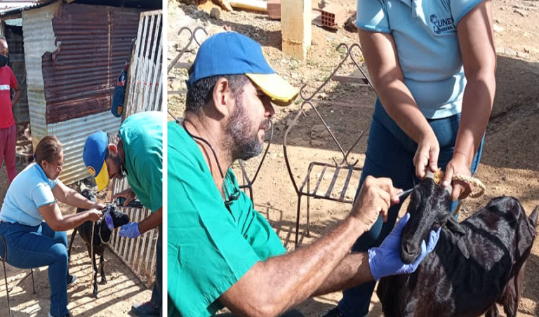 Veterinarios de la Unefm curaron la cabra que sufrió maltrato animal