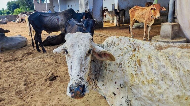 Muerte de miles de vacas por extraña enfermedad genera protestas en India