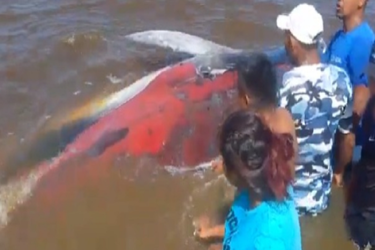 VIDEO: Salvan a una ballena varada en Delta Amacuro