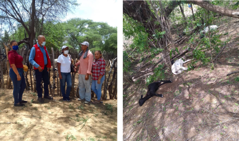 INSAI investiga muerte súbita de 15 caprinos y ovinos de Limoncito Abajo