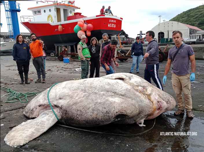 Atrapan a «monstruo marino» con un peso de 6,000 libras que establece récord mundial (+video)