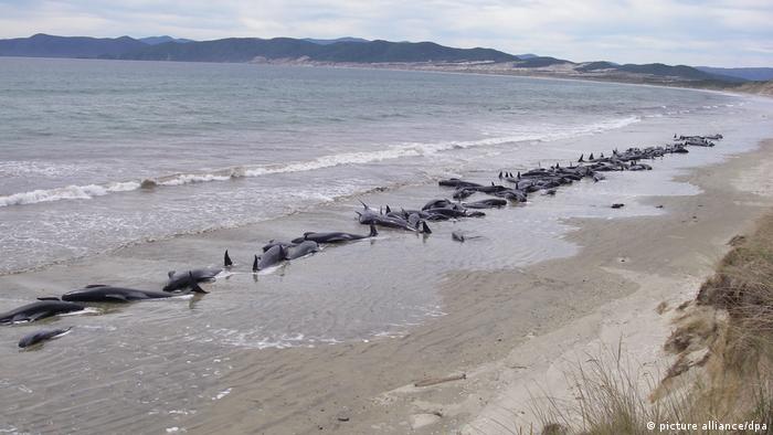 Mueren 240 ballenas piloto varadas en islas remotas de Nueva Zelanda