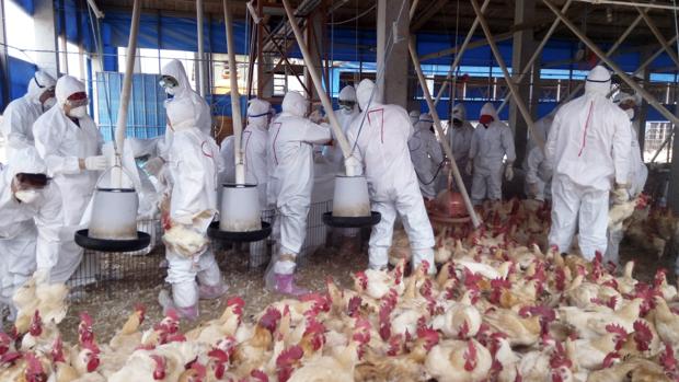 Autoridades británicas ordenan confinamiento de aves por gripe aviar