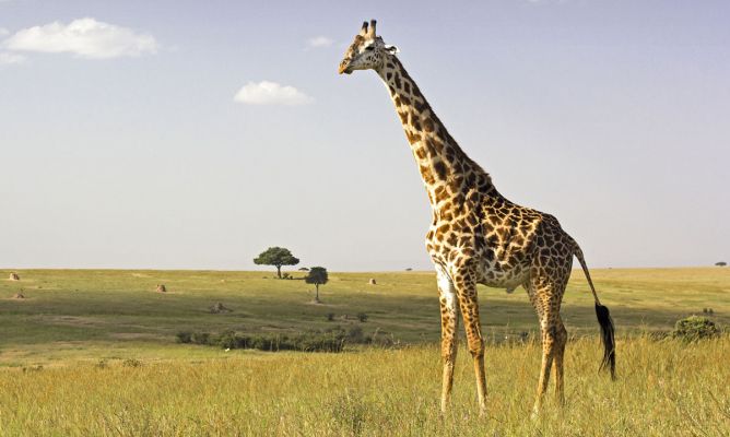 Una bebé de 16 meses muere pisoteada por una jirafa