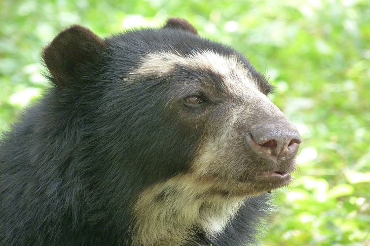 Avistan oso frontino en la ciudad de Mérida
