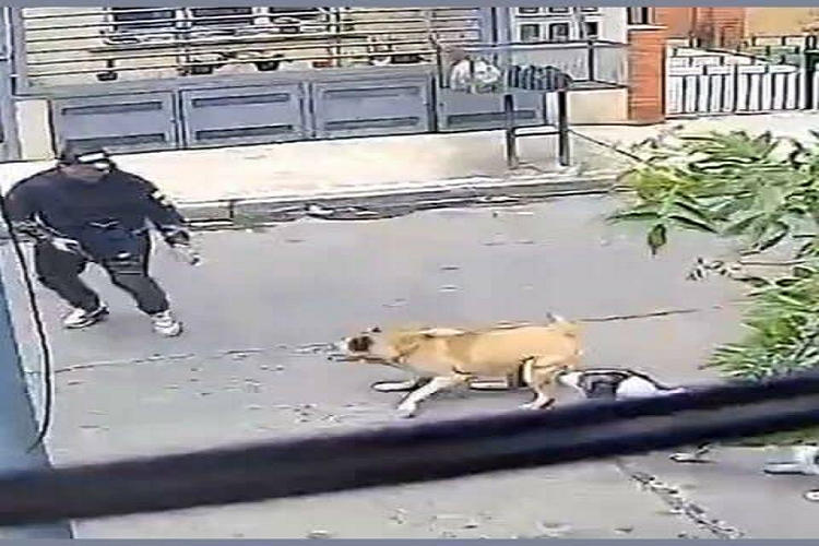 Perros callejeros salvan a un hombre de un atraco en Argentina