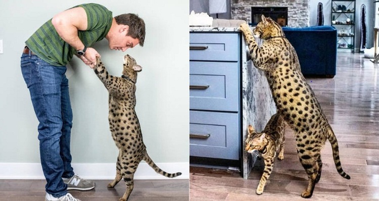 Fenrir, rompe récord Guinness como el gato más alto del mundo