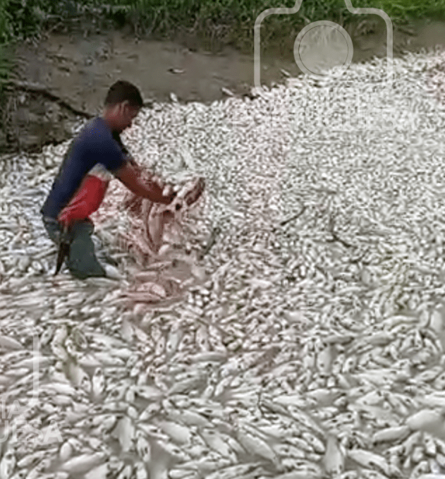 Miles de peces aparecen muertos en Guanarito