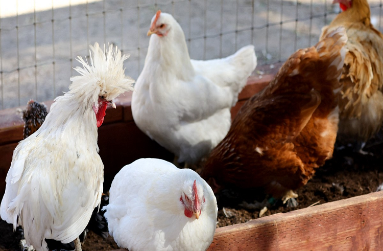 La OMS confirma los dos primeros casos de gripe aviar en humanos