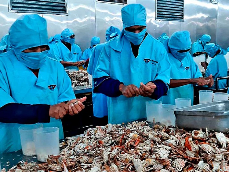 Pérdidas millonarias acarrea prohibición de la pesca del cangrejo azul en Venezuela