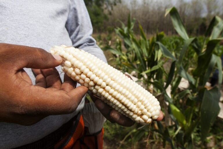 Productores de maíz piden un precio alterno