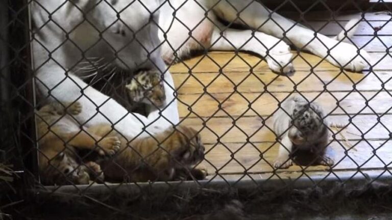 Conmovedor: tigresa blanca llora por la muerte de sus cachorros ahogados en un estanque