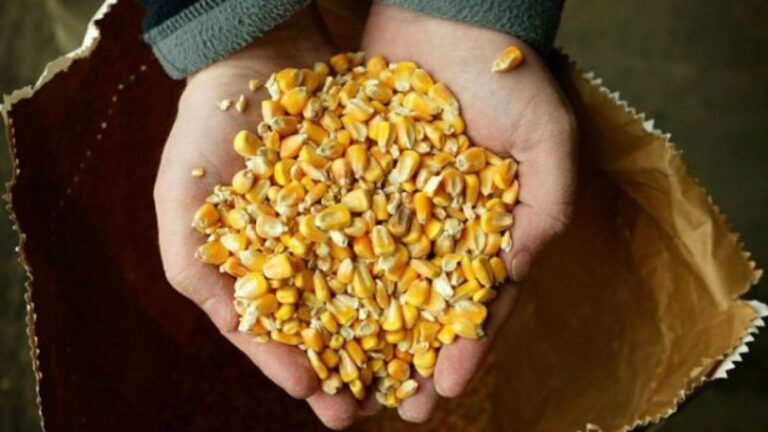 Plataforma Agroalimentaria estima que este año disminuirá la cosecha de maíz y arroz
