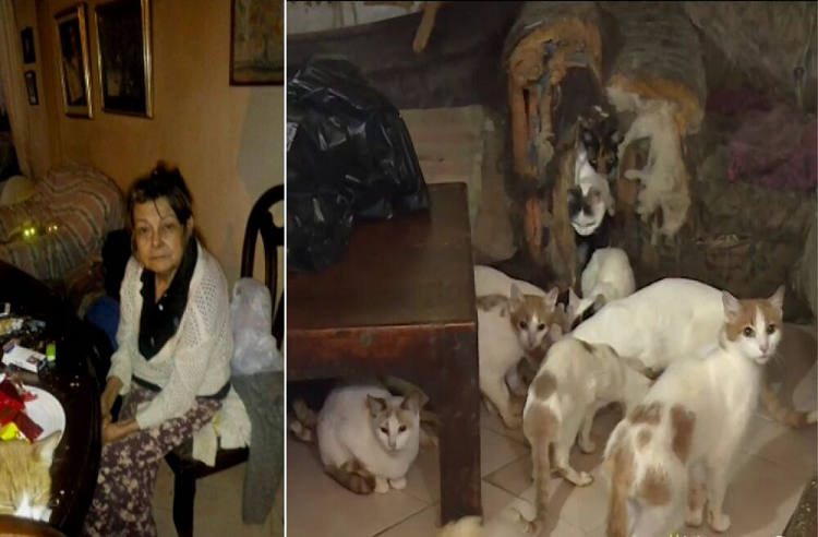 Mujer con 70 gatos fue encontrada muerta en su casa de Bogotá