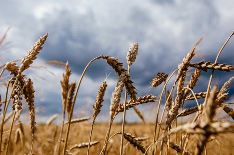 Se prorroga por otros cuatro meses acuerdo para la exportación de granos de Ucrania