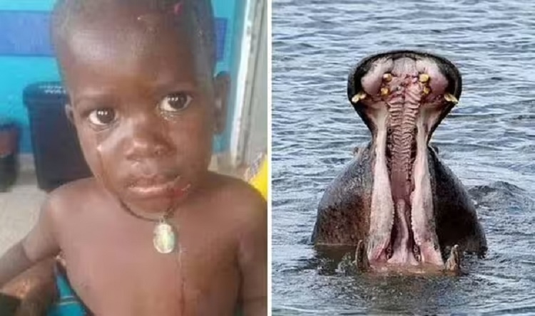 Hipopótamo se tragó y escupió vivo a niño de dos años en África
