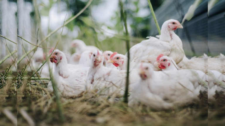 FAO activa protocolos ante gripe aviar en Latinoamérica