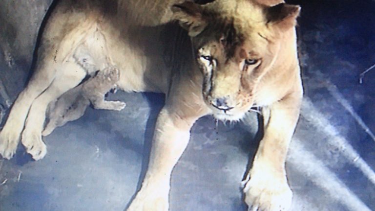 Un león nació en el Parque Zoológico de Caricuao