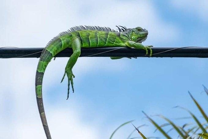 Una iguana ocasiona apagón al sur de Florida