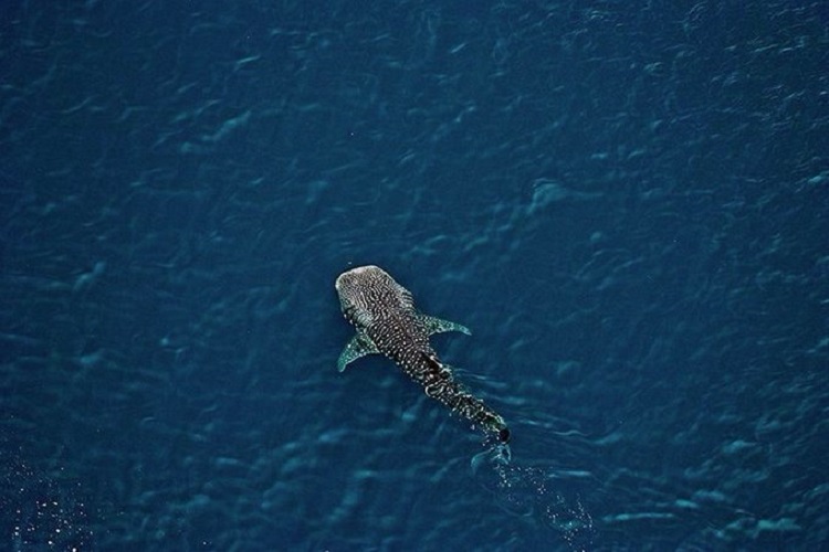 Video: Tiburón ballena fue avistado en La Guaira
