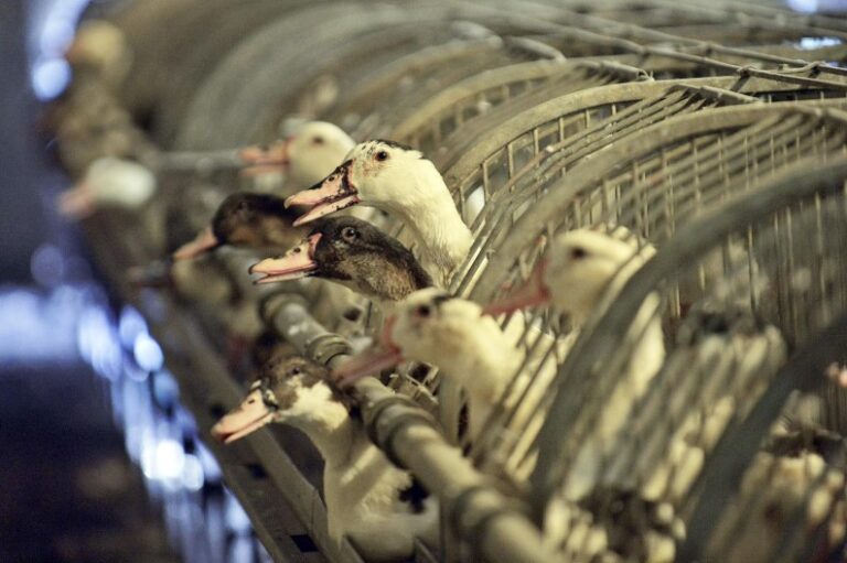 La gripe aviar amenaza el «foie gras» navideño en Francia