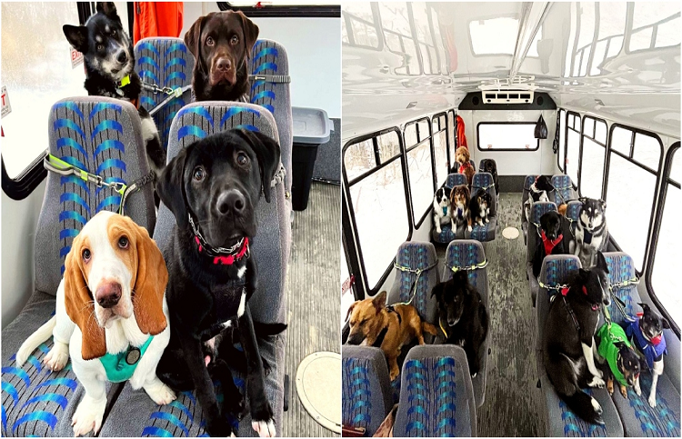 Video| Autobús de la «guardería» para perros en Alaska se vuelve viral