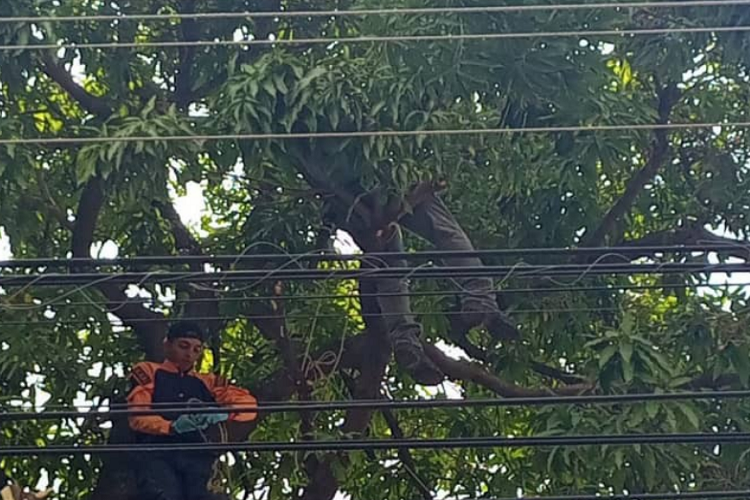 Hombre murió electrocutado cuando intentaba podar un árbol