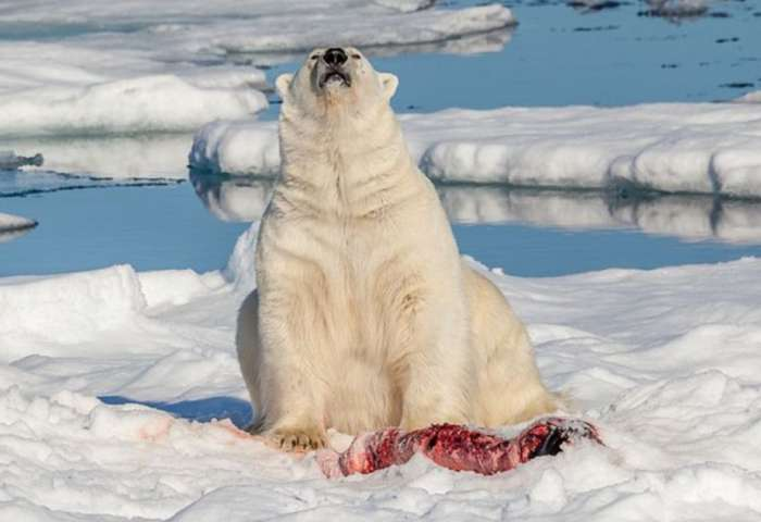 Oso polar mata a una mujer y a un niño tras perseguir a los habitantes de un pueblo de Alaska