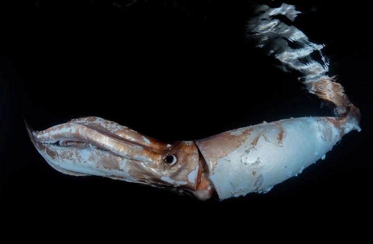 Buzos graban a un calamar gigante en la costa japonesa