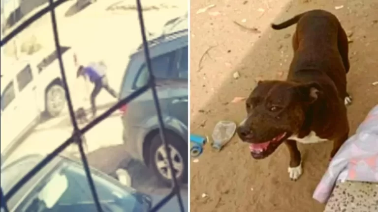 Hombre mató a un perro pitbull a puñaladas después de que este atacara a su hijo