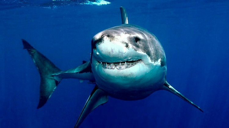Gran tiburón blanco decapitó a un buzo en México