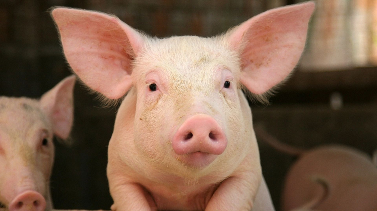 Científicos desarrollan tejido sintético que repara lesiones y restablece la función eréctil en cerdos