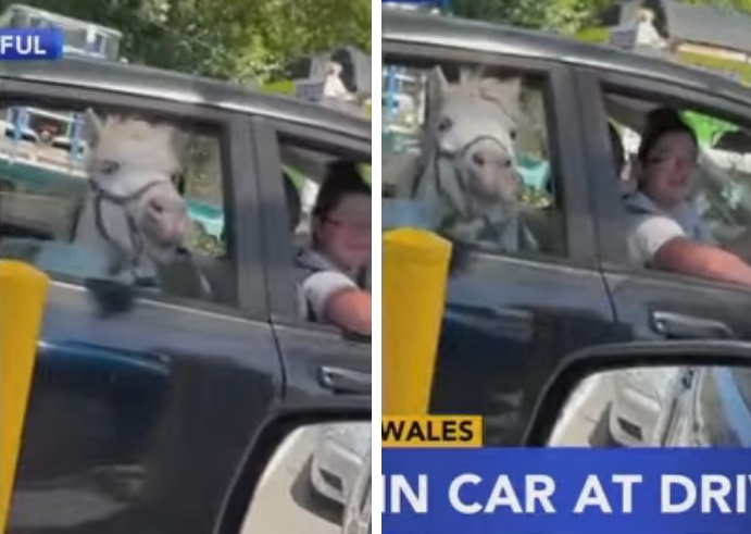 Caballo fue visto esperando pacientemente en un auto por un helado de McDonald’s