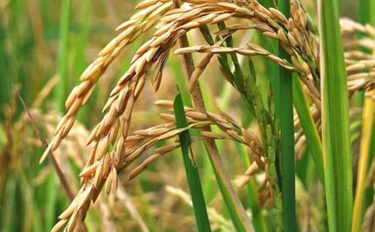 Fedeagro reporta leve aumento de la producción de arroz
