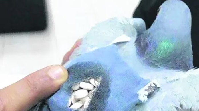 Atrapan paloma con droga en prisión de Abbotsford, Columbia