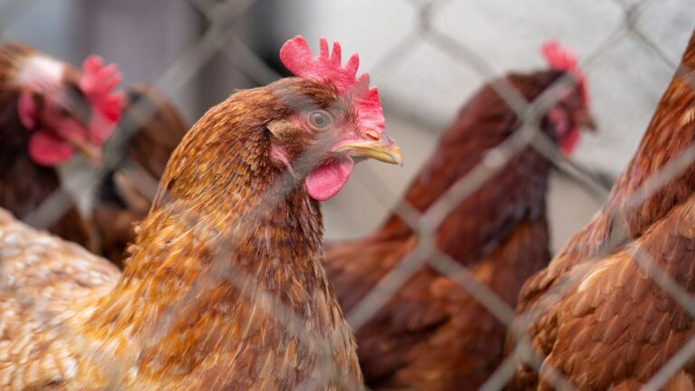 Gobierno exhorta a los ciudadanos a reportar casos de posible gripe aviar