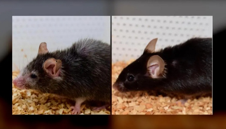 Un nuevo estudio logra revertir el envejecimiento en ratones